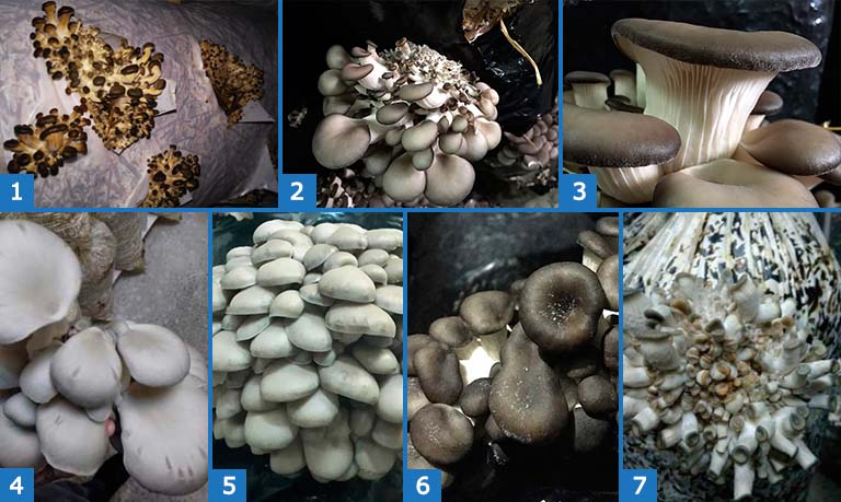Болезни грибов вызванные нарушением микроклимата