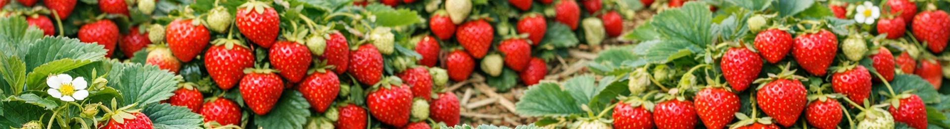 Влажность ягод и фруктов в теплицах