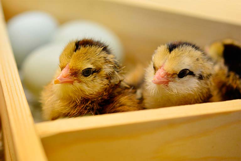 Применение озонирования воздуха в промышленном производстве яиц и мяса птицы