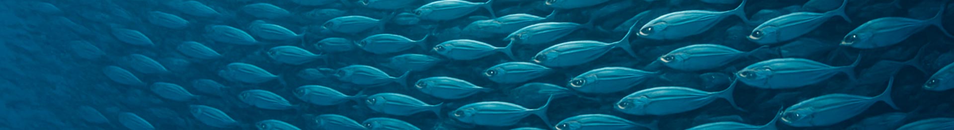 Озонатор для морского аквариума в ТЦ, океанариуме или зоопарке